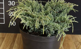 Juniperus squamata 'Holger' - jałowiec łuskowaty - Juniperus squamata 'Holger'