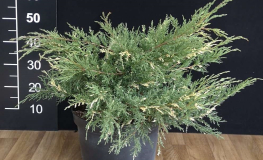 Juniperus virginiana 'Izabelin' - jałowiec wirginijski - Juniperus virginiana 'Izabelin'