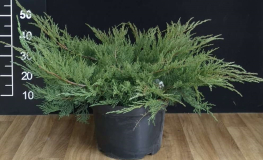 Juniperus x pfitzeriana 'Mathot' - jałowiec Pfitzera - Juniperus x pfitzeriana 'Mathot'