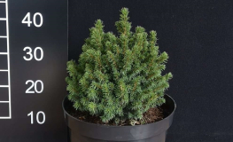 Picea glauca 'Alberta Globe' - świerk biały - Picea glauca 'Alberta Globe'