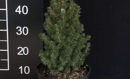 Picea glauca 'Conica' - świerk biały - Picea glauca 'Conica'