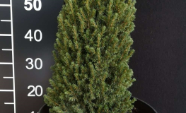Picea glauca 'Jean's Dilly' - świerk biały - Picea glauca 'Jean's Dilly'