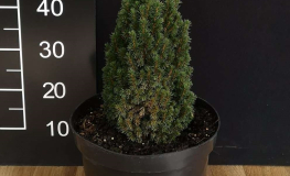 Picea glauca 'Piccolo' - świerk biały - Picea glauca 'Piccolo'