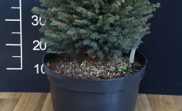 Picea omorika 'Karel' - świerk serbski - Picea omorika 'Karel'
