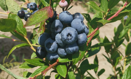 DEMETER - Olimp Blueberry under license - DEMETER - Vaccinium corymbosum