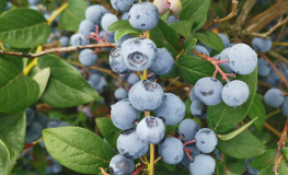 ATHENA - Olimp Blueberry under license - ATHENA - Vaccinium corymbosum