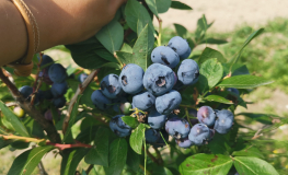 APOLLO - Olimp Blueberry under license - APOLLO - Vaccinium corymbosum