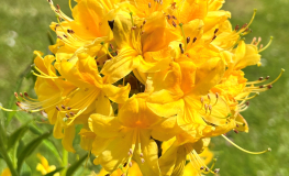 Azalia pontyjska (Rh. luteum) - Rhododendron luteum (Azalea pontica)