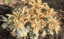 Rhododendron pachysanthum - różanecznik rdzawolistny - Rhododendron pachysanthum