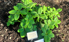 Rhododendron orbiculare x platypodum - Rhododendron orbiculare x platypodum