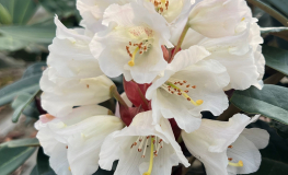 Rhododendron Brava Diva (bureavii x pachysanthum) x (brachycarpum x macabeanum) - różanecznik - Rhododendron Brava Diva (bureavii x pachysanthum) x (brachycarpum x macabeanum)