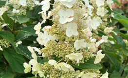 Hydrangea paniculata 'Dharuma' - hortensja bukietowa - Hydrangea paniculata 'Dharuma'