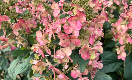 Hydrangea paniculata 'Bokraplume' MAGICAL FIRE PBR - hortensja bukietowa - Hydrangea paniculata 'Bokraplume' MAGICAL FIRE PBR