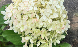 Hydrangea paniculata 'Mega Pearl' - hortensja bukietowa - Hydrangea paniculata 'Mega Pearl'