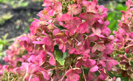 Hydrangea paniculata 'Hypmad II' TICKLED PINK - hortensja bukietowa - Hydrangea paniculata 'Hypmad II' TICKLED PINK