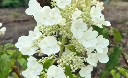 Hydrangea paniculata 'White Moth' - hortensja bukietowa - Hydrangea paniculata 'White Moth'