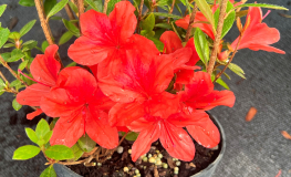 Juliette - Azalia japońska - Juliette - Rhododendron (Azalea)