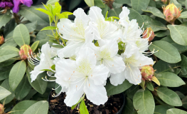 Schneesturm - Azalia japońska - Schneesturm - Rhododendron (Azalea)