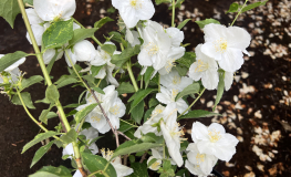 Philadelphus  'Innocence' -  Jaśminowiec - Philadelphus  'Innocence'