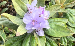 Rhododendron impeditum 'Yunnan' - różanecznik gęsty - Rhododendron impeditum 'Yunnan'