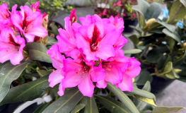 Danuta - różanecznik wielkokwiatowy - Rhododendron hybridum Danuta