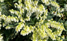 Pieris japonica 'Carnaval' - pieris japoński - Pieris japonica 'Carnaval'