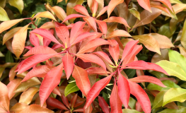 Pieris japonica 'Forest Flame' - pieris japoński - Pieris japonica 'Forest Flame'