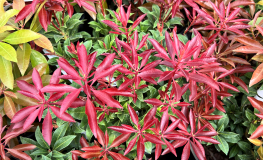 Pieris japonica 'Little Red' - pieris japoński - Pieris japonica 'Little Red'