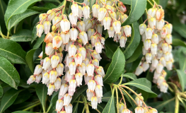 Pieris japonica 'Shojo' - pieris japoński - Pieris japonica 'Shojo'