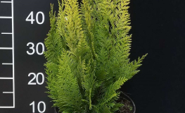 Chamaecyparis lawsoniana 'Ivonne' - cyprysik Lawsona - Chamaecyparis lawsoniana 'Ivonne'