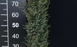 Juniperus communis 'Arnold' - jałowiec pospolity - Juniperus communis 'Arnold'