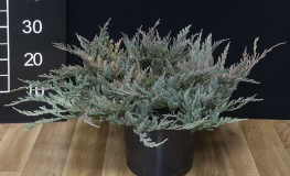 Juniperus horizontalis 'Blue Chip' - jałowiec płożący - Juniperus horizontalis 'Blue Chip'