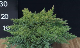 Juniperus procumbens 'Kishiogima' - jałowiec rozesłany - Juniperus procumbens 'Kishiogima'