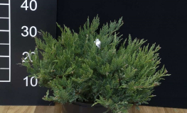 Juniperus sabina 'Tamariscifolia' - jałowiec sabiński - Juniperus sabina 'Tamariscifolia'