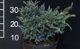 Juniperus squamata 'Meyeri' - jałowiec łuskowaty - Juniperus squamata 'Meyeri'