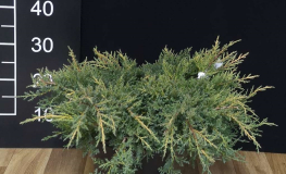 Juniperus x pfitzeriana 'Gold Star' - jałowiec Pfitzera - Juniperus x pfitzeriana 'Gold Star'