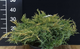 Juniperus x pfitzeriana 'Mordigan Gold' - jałowiec Pfitzera - Juniperus x pfitzeriana 'Mordigan Gold'