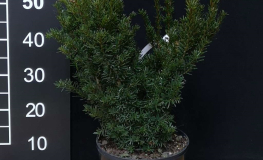 Taxus x media 'Green Mountain' - cis pośredni - Taxus x media 'Green Mountain'