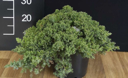 Juniperus procumbens 'Nana' - jałowiec rozesłany - Juniperus procumbens 'Nana'