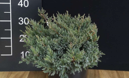 Juniperus squamata 'Dream Joy' - jałowiec łuskowaty - Juniperus squamata 'Dream Joy'