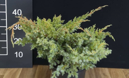 Juniperus squamata 'Hunnetorp' - jałowiec łuskowaty - Juniperus squamata 'Hunnetorp'