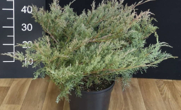 Juniperus virginiana 'Hetz' - jałowiec wirginijski - Juniperus virginiana 'Hetz'