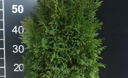 Thuja occidentalis 'Tip Top' - żywotnik zachodni - Thuja occidentalis 'Tip Top'